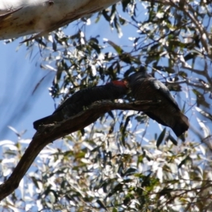 Callocephalon fimbriatum at Mongarlowe, NSW - suppressed