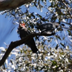 Callocephalon fimbriatum at Mongarlowe, NSW - 1 Oct 2020