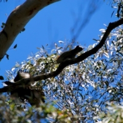 Callocephalon fimbriatum at Mongarlowe, NSW - 1 Oct 2020