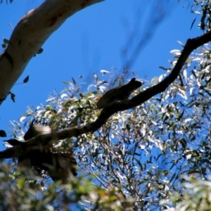 Callocephalon fimbriatum at Mongarlowe, NSW - suppressed