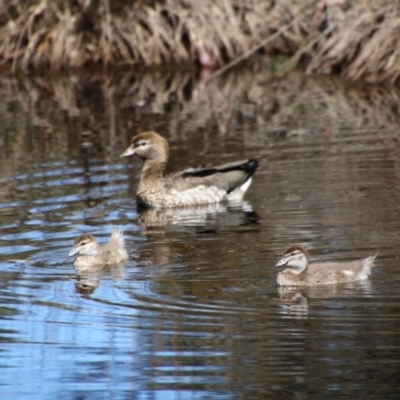 Chenonetta jubata (Australian Wood Duck) at Mongarlowe River - 1 Oct 2020 by LisaH