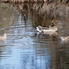 Chenonetta jubata at Mongarlowe, NSW - 1 Oct 2020