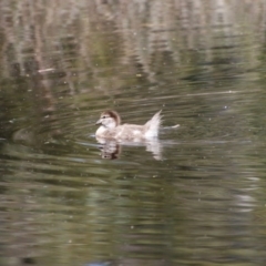 Chenonetta jubata at Mongarlowe, NSW - suppressed