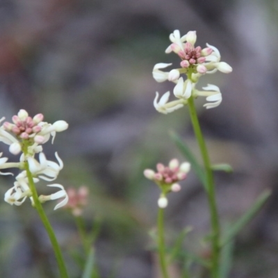 Stackhousia monogyna (Creamy Candles) at Mongarlowe, NSW - 1 Oct 2020 by LisaH
