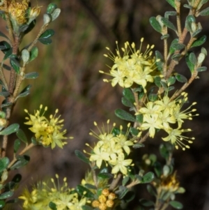 Phebalium squamulosum subsp. ozothamnoides at Bonython, ACT - 1 Oct 2020 05:02 PM