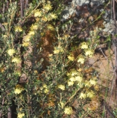 Phebalium squamulosum subsp. ozothamnoides at Bonython, ACT - 1 Oct 2020 05:02 PM