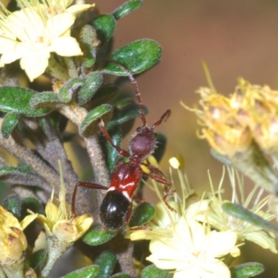 Pseudohalme laetabilis (A Longhorn Beetle) at Pine Island to Point Hut - 1 Oct 2020 by Harrisi