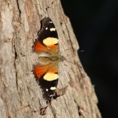 Vanessa itea (Yellow Admiral) at Mongarlowe River - 1 Oct 2020 by LisaH