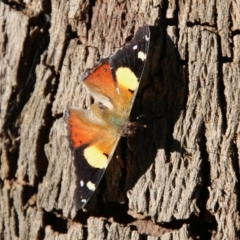 Vanessa itea at Mongarlowe, NSW - suppressed