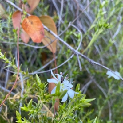 Stellaria pungens (Prickly Starwort) at Tuggeranong DC, ACT - 30 Sep 2020 by Jenjen