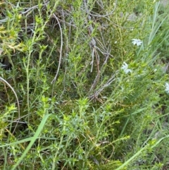 Stellaria pungens at Tuggeranong DC, ACT - 30 Sep 2020