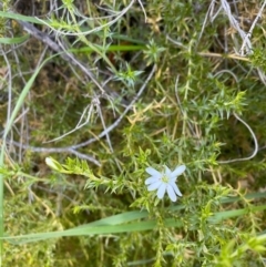 Stellaria pungens at Tuggeranong DC, ACT - 30 Sep 2020