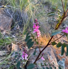 Indigofera australis subsp. australis (Australian Indigo) at Tuggeranong DC, ACT - 30 Sep 2020 by Jenjen