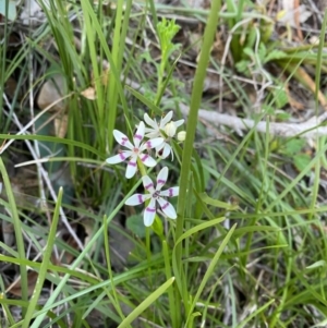 Wurmbea dioica subsp. dioica at Kambah, ACT - 30 Sep 2020 09:30 PM