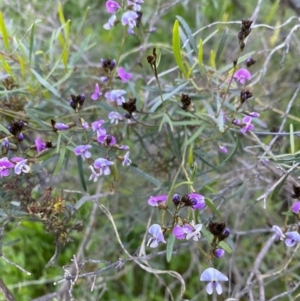 Glycine clandestina at Tuggeranong DC, ACT - 30 Sep 2020 09:29 PM