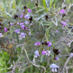 Glycine clandestina at Tuggeranong DC, ACT - 30 Sep 2020 09:29 PM