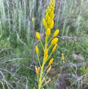 Bulbine glauca at Tuggeranong DC, ACT - 30 Sep 2020