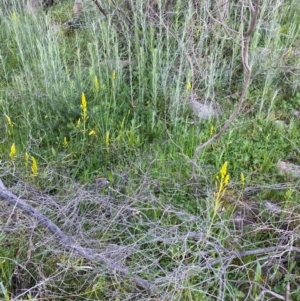 Bulbine glauca at Tuggeranong DC, ACT - 30 Sep 2020