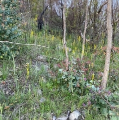 Bulbine glauca at Tuggeranong DC, ACT - 30 Sep 2020