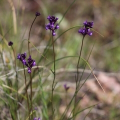 Linaria pelisseriana (Pelisser's Toadflax) at Cook, ACT - 1 Oct 2020 by Tammy