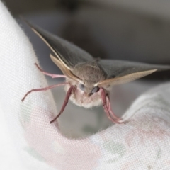 Arhodia lasiocamparia (Pink Arhodia (Oenochrominae)) at Higgins, ACT - 1 Oct 2020 by AlisonMilton
