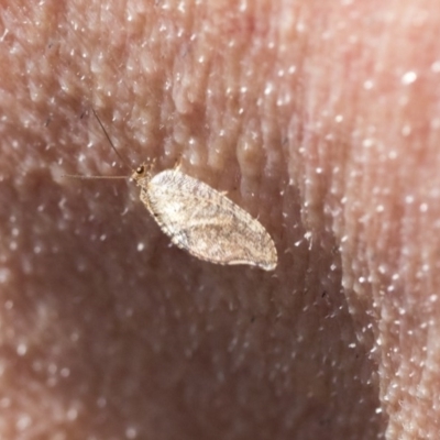 Drepanacra binocula (Notched brown lacewing) at Aranda Bushland - 1 Oct 2020 by AlisonMilton