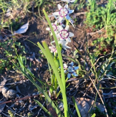 Wurmbea dioica subsp. dioica (Early Nancy) at Chapman, ACT - 1 Oct 2020 by Nat