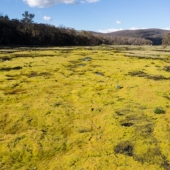 Funaria hygrometrica (Moss) at Mount Clear, ACT - 28 Sep 2020 by Jek