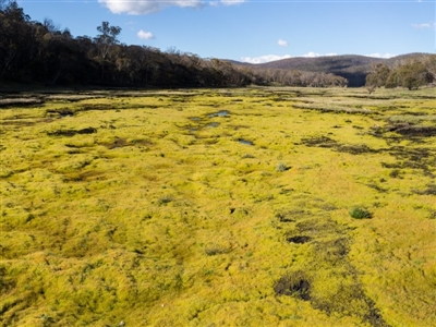 Funaria hygrometrica (Moss) at Mount Clear, ACT - 28 Sep 2020 by Jek