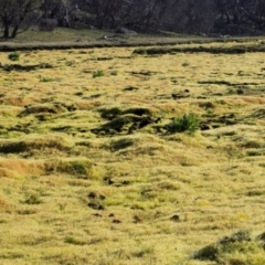 Funaria hygrometrica at Mount Clear, ACT - 28 Sep 2020