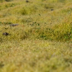 Funaria hygrometrica at Mount Clear, ACT - 28 Sep 2020