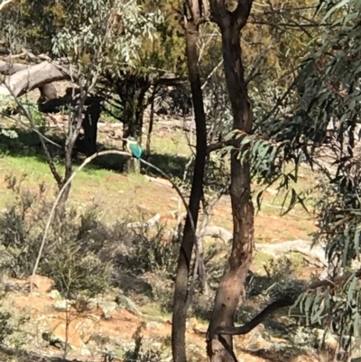 Todiramphus sanctus (Sacred Kingfisher) at Mount Majura - 1 Oct 2020 by Louisab