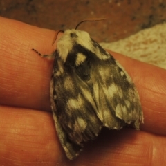 Porela vitulina (Banded Porela) at Gordon, ACT - 22 Sep 2020 by MichaelBedingfield