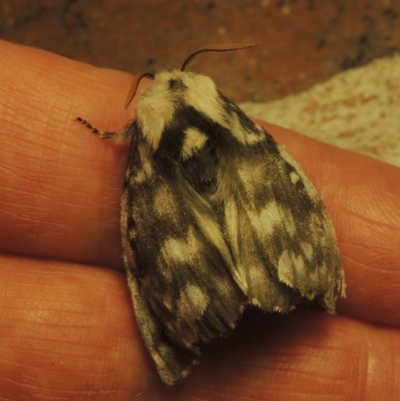 Porela vitulina (Banded Porela) at Gordon, ACT - 22 Sep 2020 by MichaelBedingfield