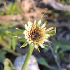 Tolpis barbata (Yellow Hawkweed) at Chisholm, ACT - 30 May 2020 by michaelb