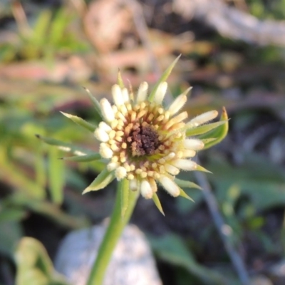 Tolpis barbata (Yellow Hawkweed) at Melrose - 30 May 2020 by michaelb