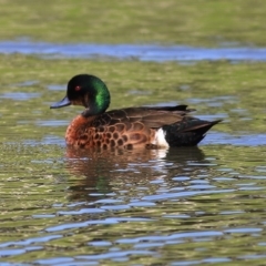 Anas castanea (Chestnut Teal) at Wodonga, VIC - 2 Oct 2020 by KylieWaldon