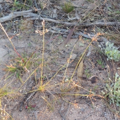 Fimbristylis dichotoma (A Sedge) at Melrose - 30 May 2020 by michaelb