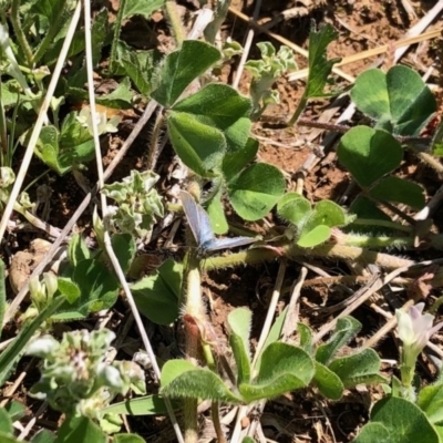 Zizina otis (Common Grass-Blue) at Aranda Bushland - 1 Oct 2020 by KMcCue