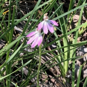 Caladenia carnea at Point 4598 - suppressed