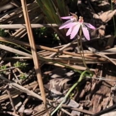 Caladenia carnea (Pink Fingers) at Holt, ACT - 1 Oct 2020 by KMcCue