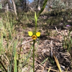 Diuris nigromontana (Black Mountain Leopard Orchid) at Molonglo Valley, ACT - 1 Oct 2020 by KMcCue
