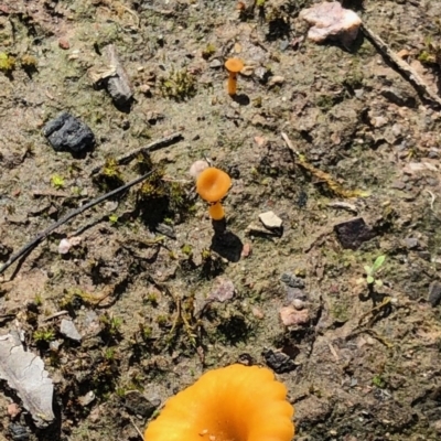 Lichenomphalia chromacea (Yellow Navel) at Holt, ACT - 1 Oct 2020 by KMcCue