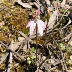 Caladenia fuscata (Dusky Fingers) at Point 4598 - 1 Oct 2020 by KMcCue