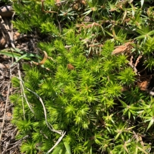 Astroloma humifusum at Holt, ACT - 2 Oct 2020