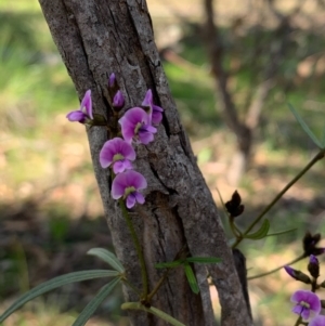 Glycine clandestina at Bruce, ACT - 1 Oct 2020