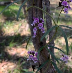 Glycine clandestina at Bruce, ACT - 1 Oct 2020 03:00 PM