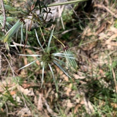 Clematis leptophylla (Small-leaf Clematis, Old Man's Beard) at Bruce Ridge to Gossan Hill - 1 Oct 2020 by JVR