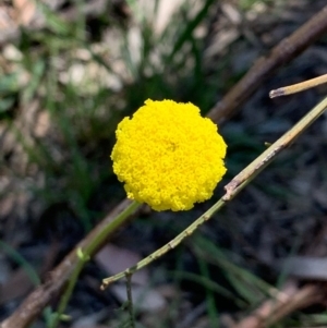 Craspedia variabilis at Bruce, ACT - suppressed