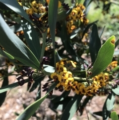 Daviesia mimosoides (Bitter Pea) at Mount Ainslie to Black Mountain - 2 Oct 2020 by TimYiu